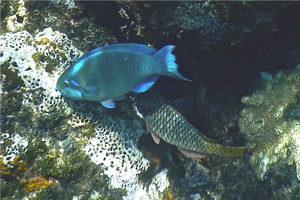 Parrotfish - Queen Parrotfish Parrotfish - Queen Parrotfish