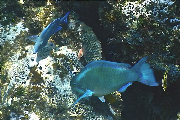 Parrotfish - Queen Parrotfish Parrotfish - Queen Parrotfish