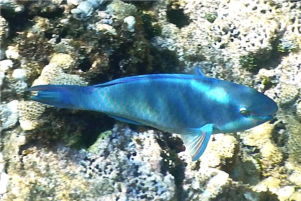 Parrotfish - Queen Parrotfish Parrotfish - Queen Parrotfish