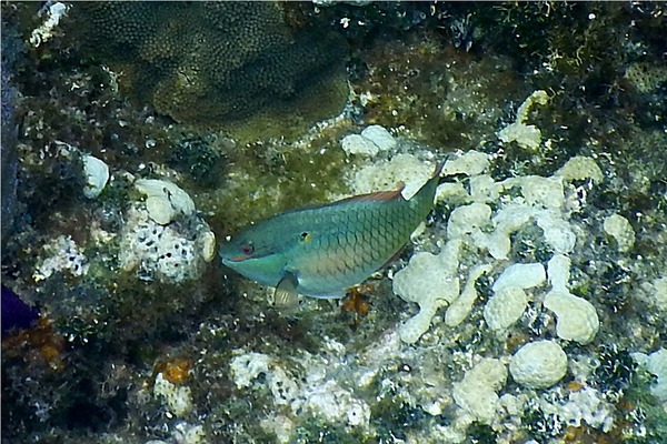 Parrotfish - Redband Parrotfish Parrotfish - Redband Parrotfish
