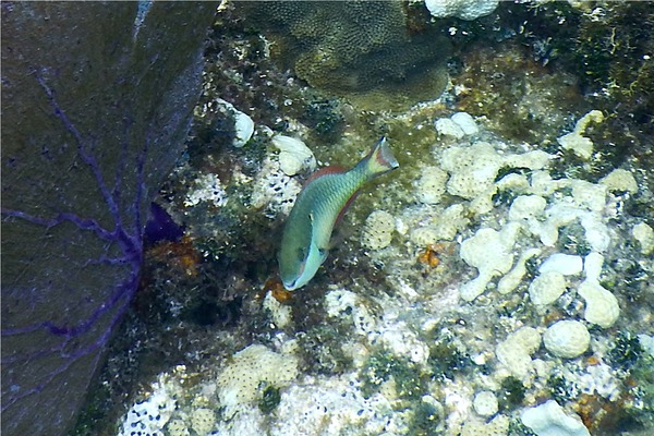 Parrotfish - Redband Parrotfish Parrotfish - Redband Parrotfish