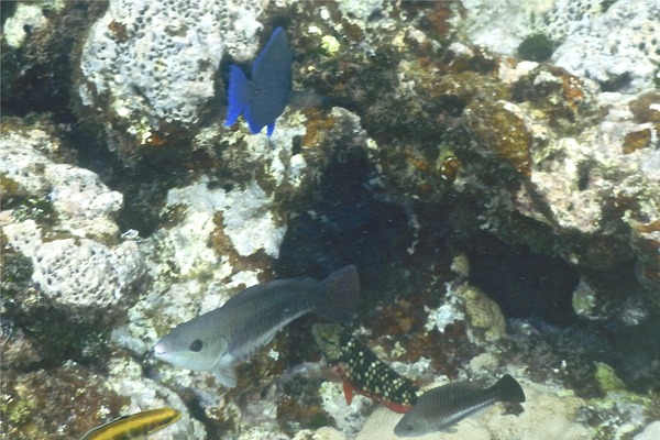Parrotfish - Queen Parrotfish Parrotfish - Queen Parrotfish