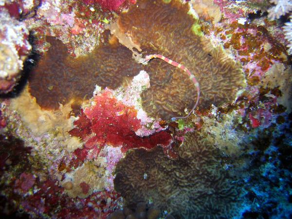 Pipefish - Black-breasted Pipefish