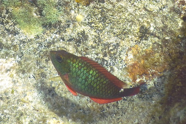 Parrotfish - Redband Parrotfish Parrotfish - Redband Parrotfish