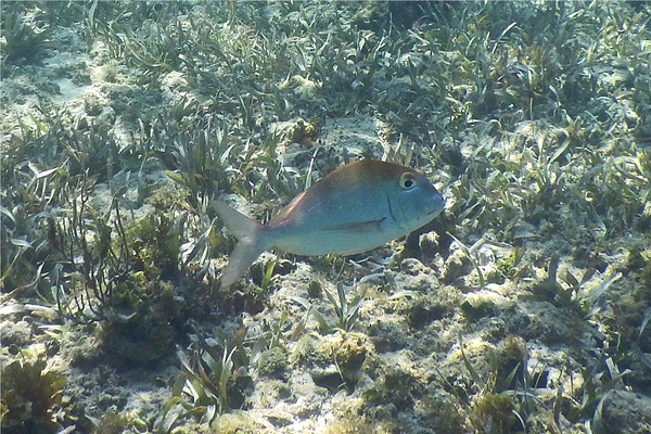 Porgies - Saucereye Porgy Porgies - Saucereye Porgy