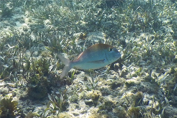 Porgies - Saucereye Porgy