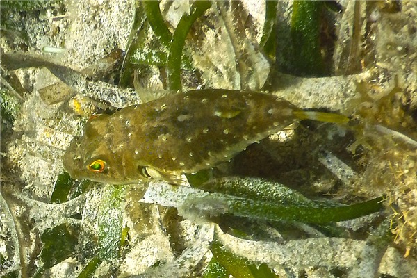 Pufferfish - Bandtail Puffer