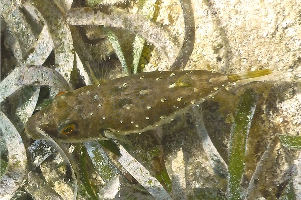 Pufferfish - Bandtail Puffer