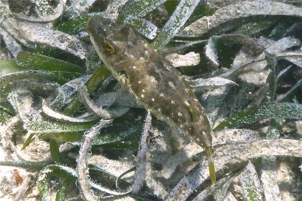 Pufferfish - Bandtail Puffer