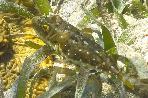 Pufferfish - Bandtail Puffer