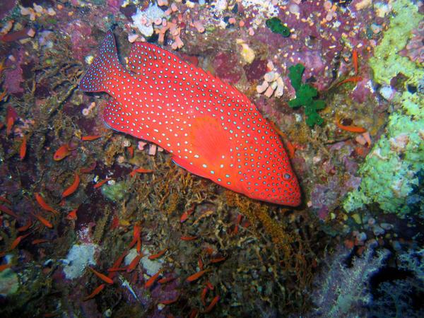 Groupers - Roving Coral Grouper