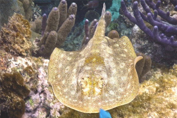 Stingrays - Yellow Stingray