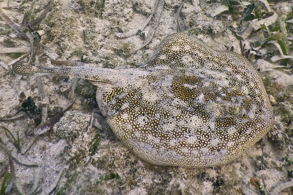 Stingrays - Yellow Stingray