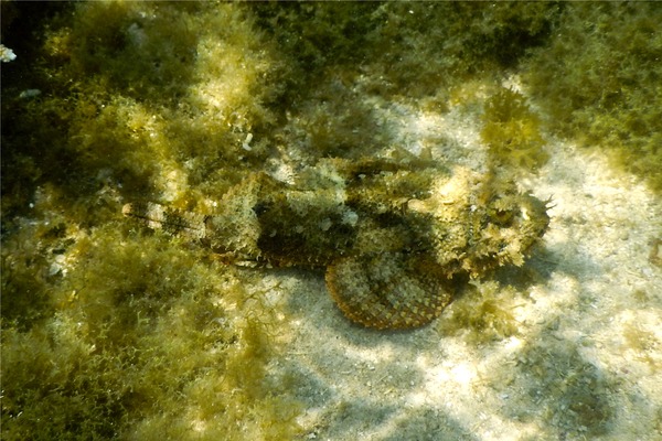 Scorpionfish - Spotted Scorpionfish