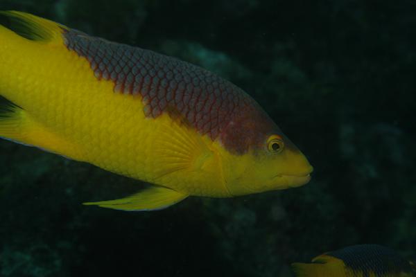 Hogfish - Spanish Hogfish