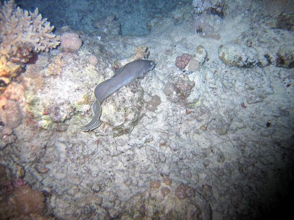 Cusk eels - Goatsbeard Brotula