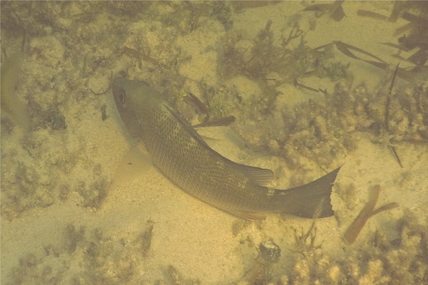 Snappers - Cubera Snapper