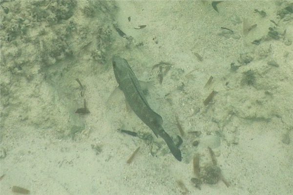 Snappers - Cubera Snapper