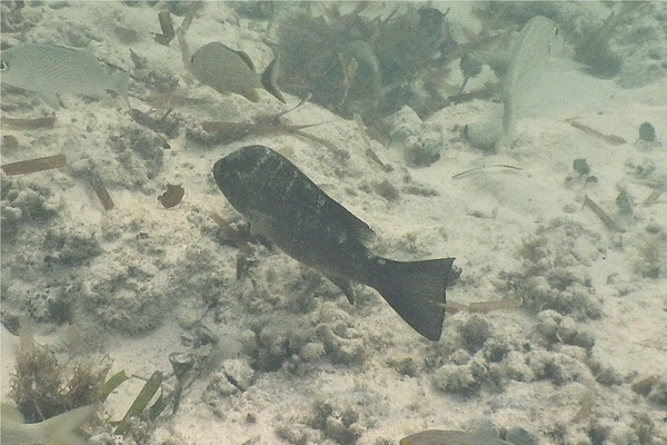 Snappers - Cubera Snapper