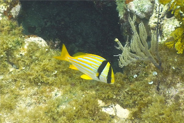 Porkfish - Porkfish