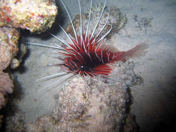 Lionfish - Clearfin Lionfish