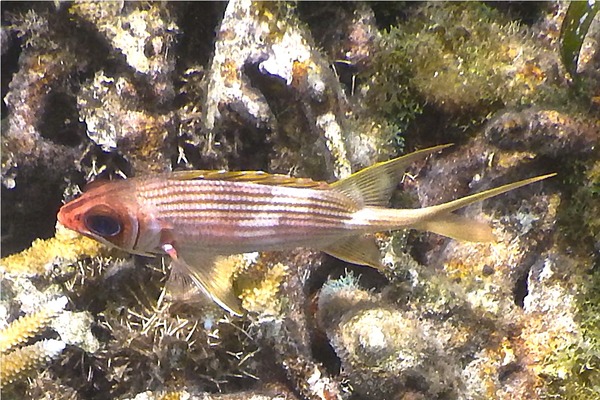 Squirrelfish - Longspine Squirrelfish