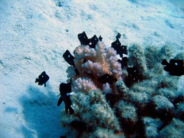 Damselfish - Threespot Dascyllus