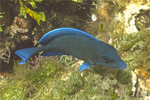 Surgeonfish - Blue Tang