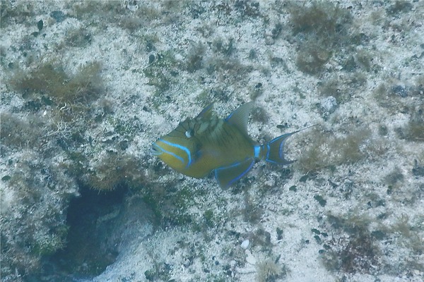 Triggerfish - Queen Triggerfish