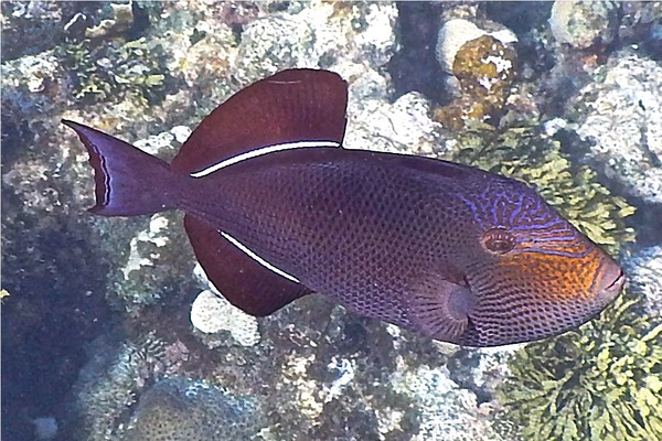 Triggerfish - Black Durgon