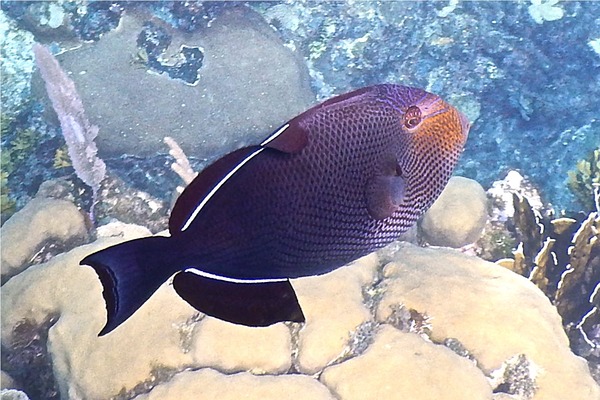 Triggerfish - Black Durgon