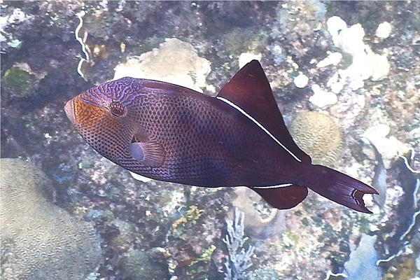 Triggerfish - Black Durgon