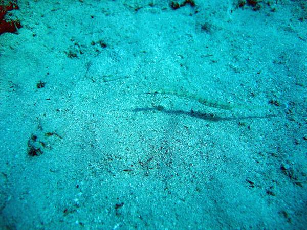 Pipefish - Schultz's Pipefish