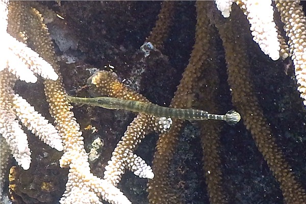 Trumpetfish - Trumpetfish