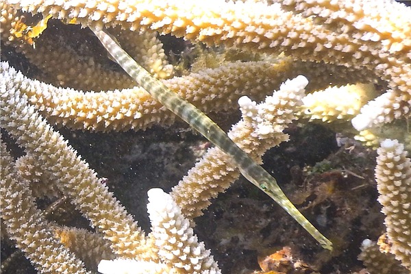 Trumpetfish - Trumpetfish