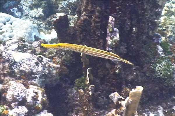 Trumpetfish - Trumpetfish