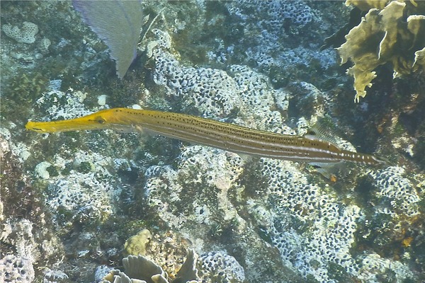 Trumpetfish - Trumpetfish