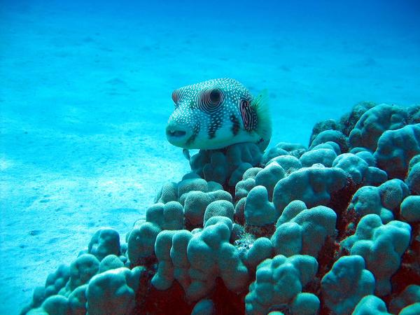 Pufferfish - Whitespotted Puffer