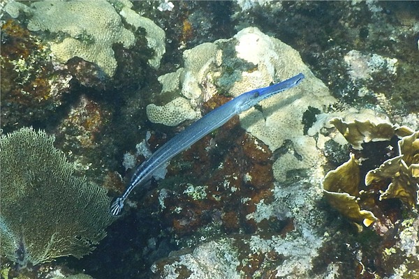 Trumpetfish - Trumpetfish