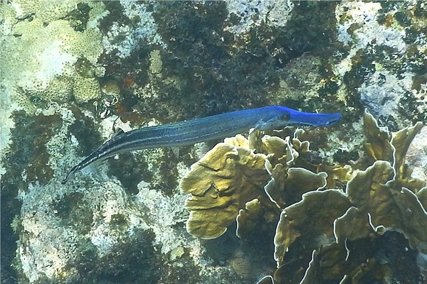 Trumpetfish - Trumpetfish