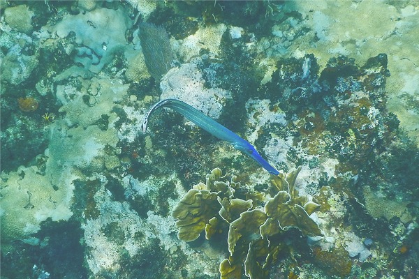 Trumpetfish - Trumpetfish