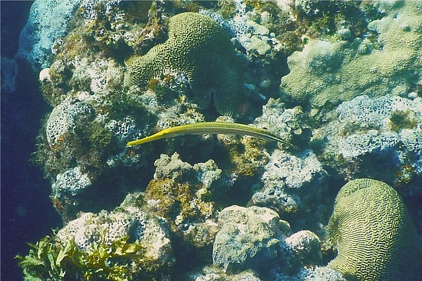 Trumpetfish - Trumpetfish