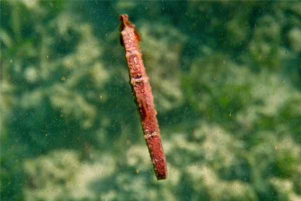 Seahorses - Longsnout Seahorse