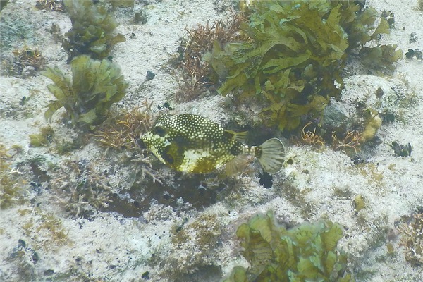 Trunkfish - Smooth Trunkfish