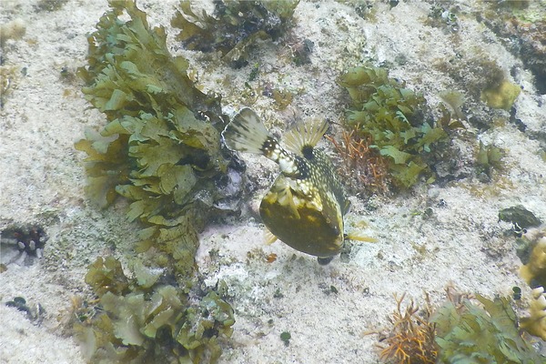 Trunkfish - Smooth Trunkfish