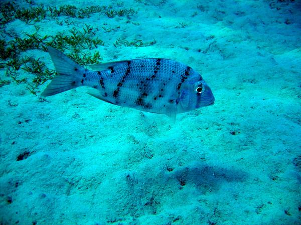 Breams - Blue-lined Large-eyed Bream