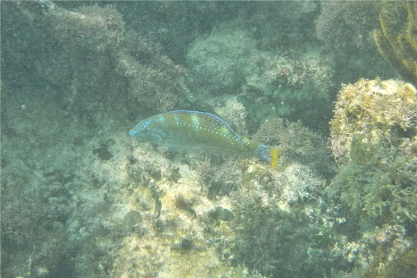 Wrasse - Puddingwife