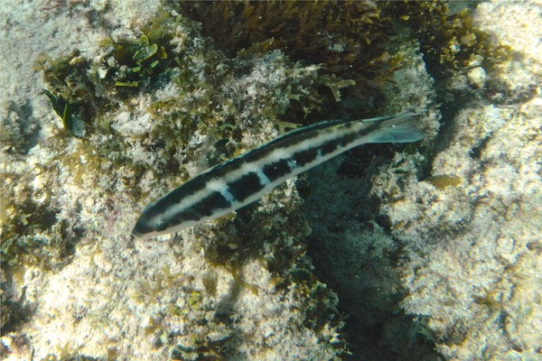 Wrasse - Bluehead Wrasse