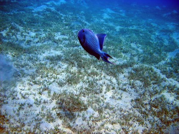 Triggerfish - Blue Triggerfish