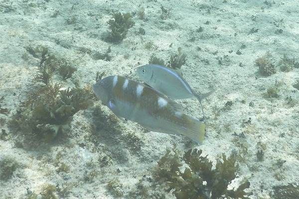 Wrasse - Puddingwife